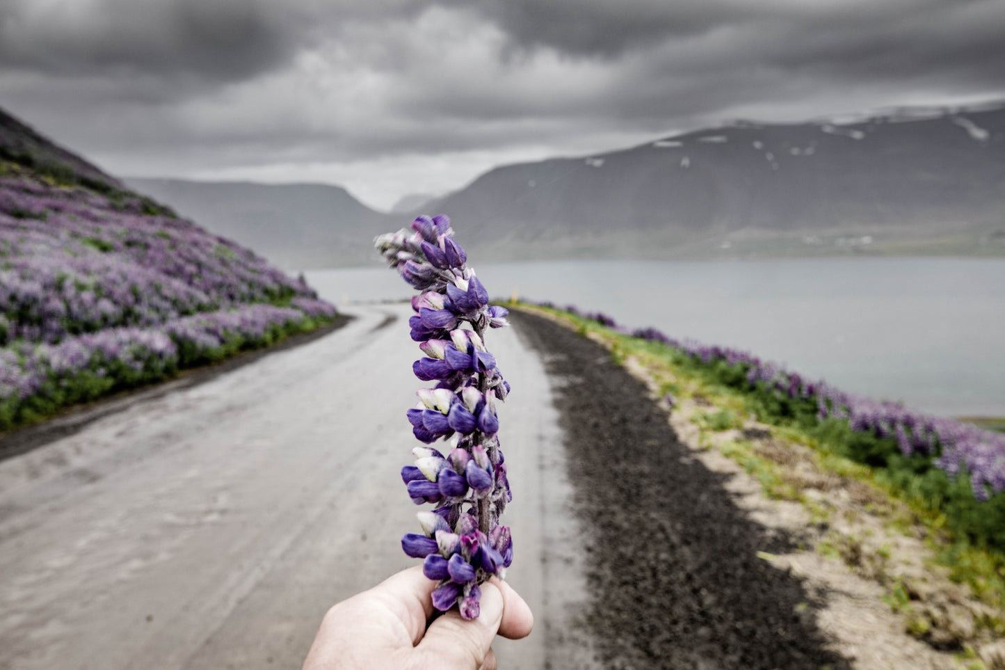 Lupine - In Stock